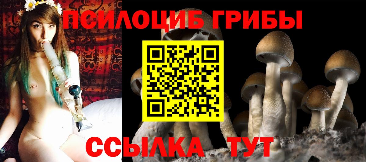 Галлюциногенные грибы Psilocybine cubensis Обь